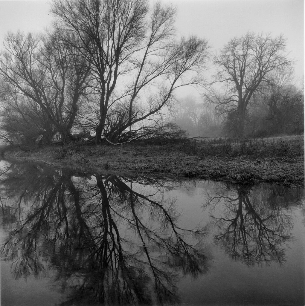 au bord de la rivière, un arbre et son reflet se dressent comme si leur vie en dépendait