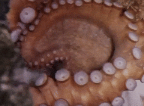 un tentacule de pieuvre animé de sa vie propre