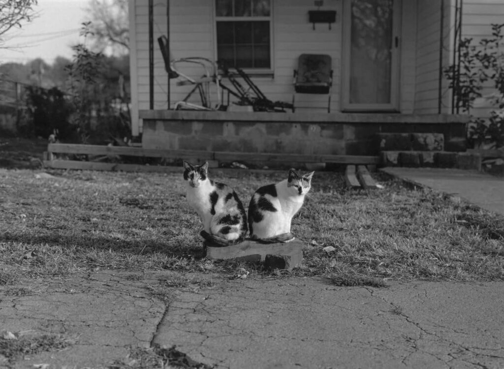devant la maison, deux chattes siamoises assises symétriquement dos à dos sur une souche