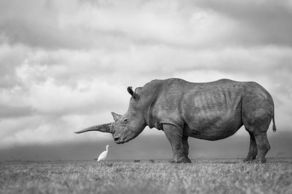 un oiseau et un rhinocéros face à face