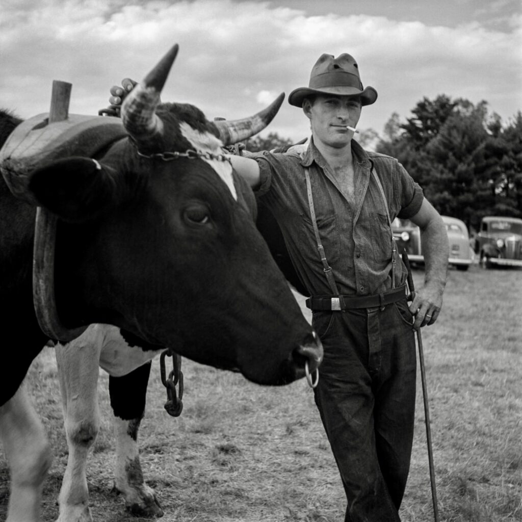 un homme pose avec un petit sourire fier, le bras posé sur un bovin posant un regard méfiant sur le photographe