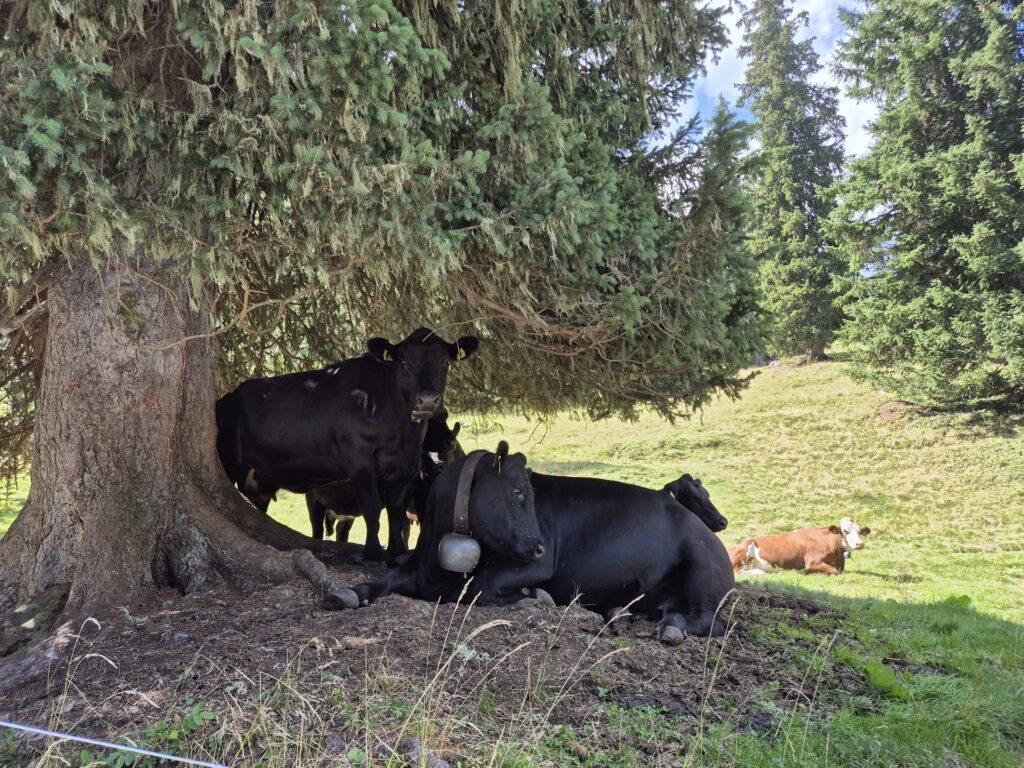 sensuellement allongée à l'ombre d'un arbre, une vache darde sur moi son oeil en amande