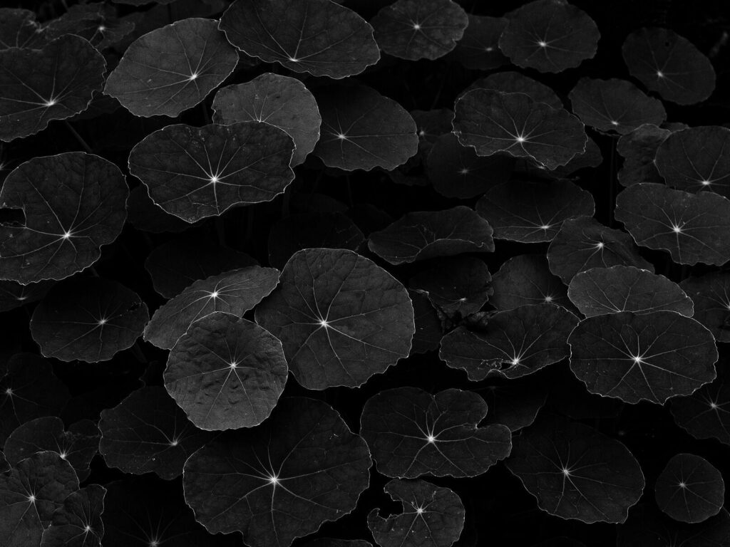le coeur adamantin de feuilles noires sur la terre du jardin