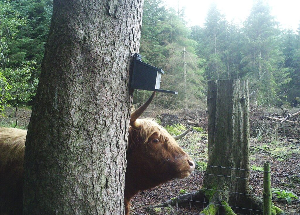 l'oeil d'un taureau attendant le vacancier à demi caché derrière un arbre