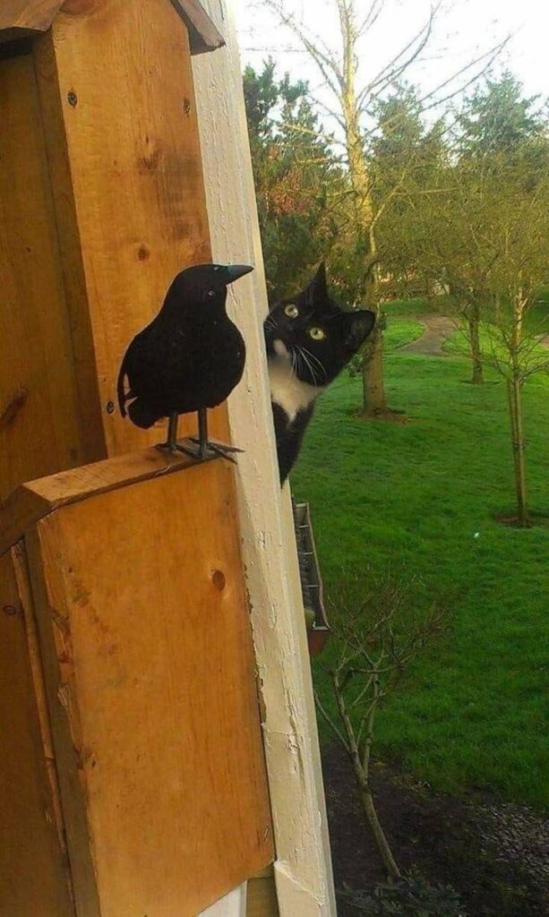 la rencontre d'un chat et d'un corvidé au détour du jardin