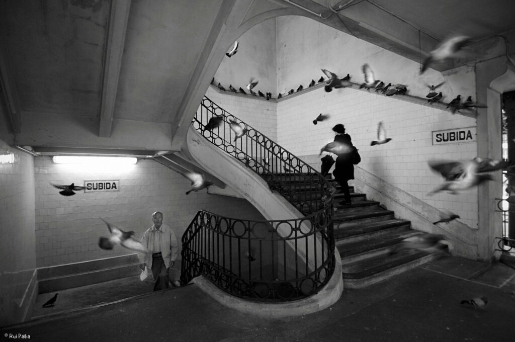 les pigeons ayant pris possession de la cage de l'escalier public intérieur