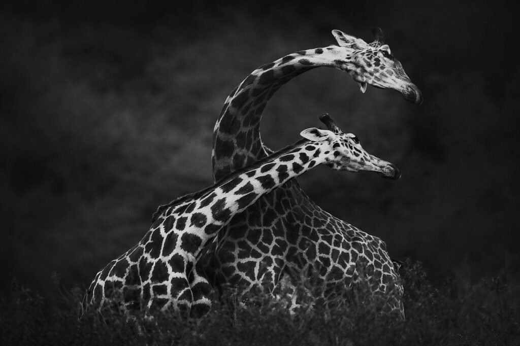 chorégraphie cervicale de mammifères ongulés artiodactyles de la famille des Giraffidés