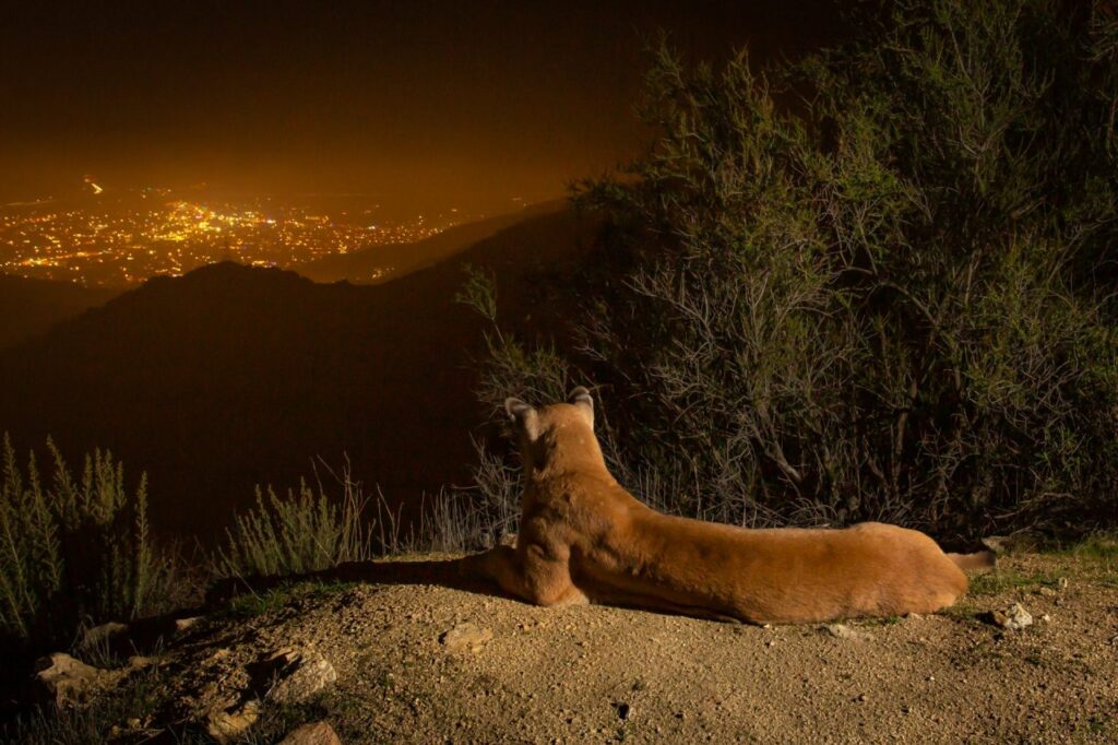 un Puma allongé sur une colline dominant Los Angeles illuminée