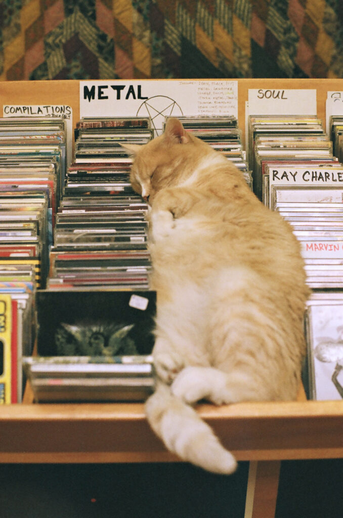 chez son disquaire, un chat assoupi sur les disques vinyles du rayon Metal qui ont bercé son année