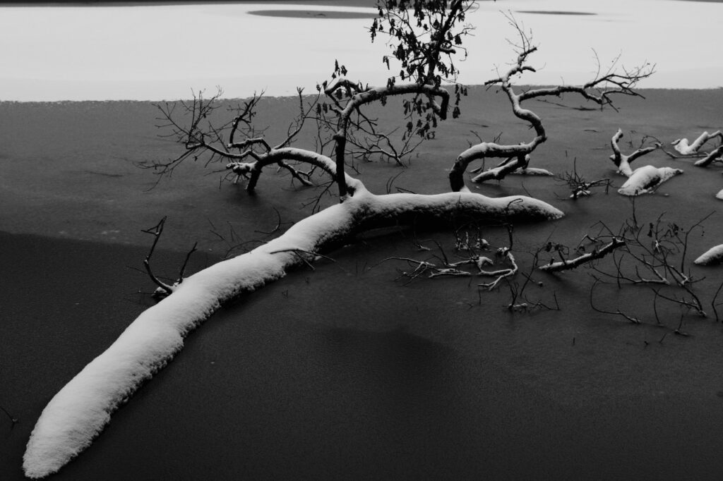 la neige sur un arbre couché dans l'eau