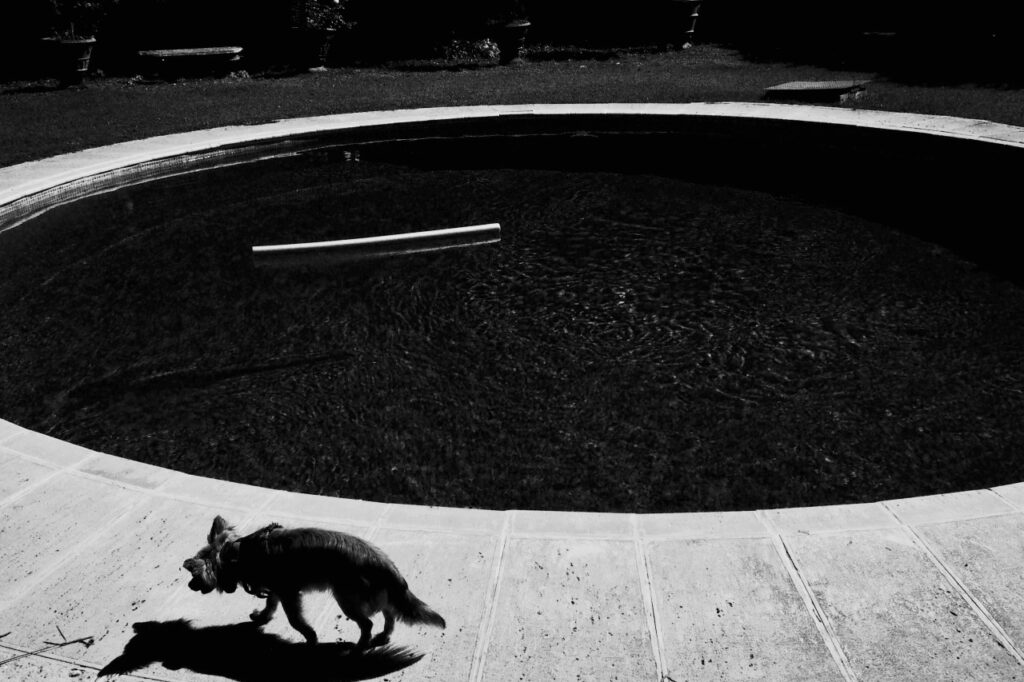 la tête basse, un chien tourne autour d'un bassin circulaire