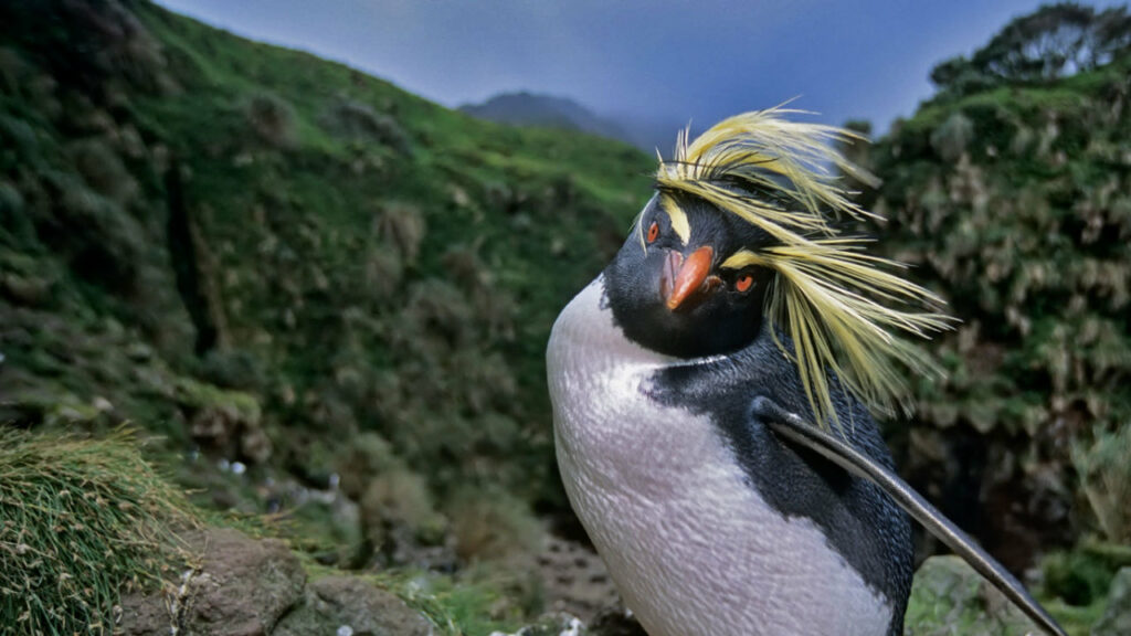 un Gorfou sauteur, ses aigrettes jaunes (sourcils) qui se finissent en long panache de plumes projetées par le vent de chaque côté de la tête noire et massive au bec et aux yeux rouge orangé