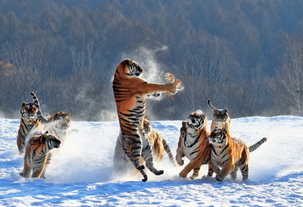 une embuscade de tigres dans la neige, l'un d'eux, debout, les pattes avant ayant capturé un oiseau en vol