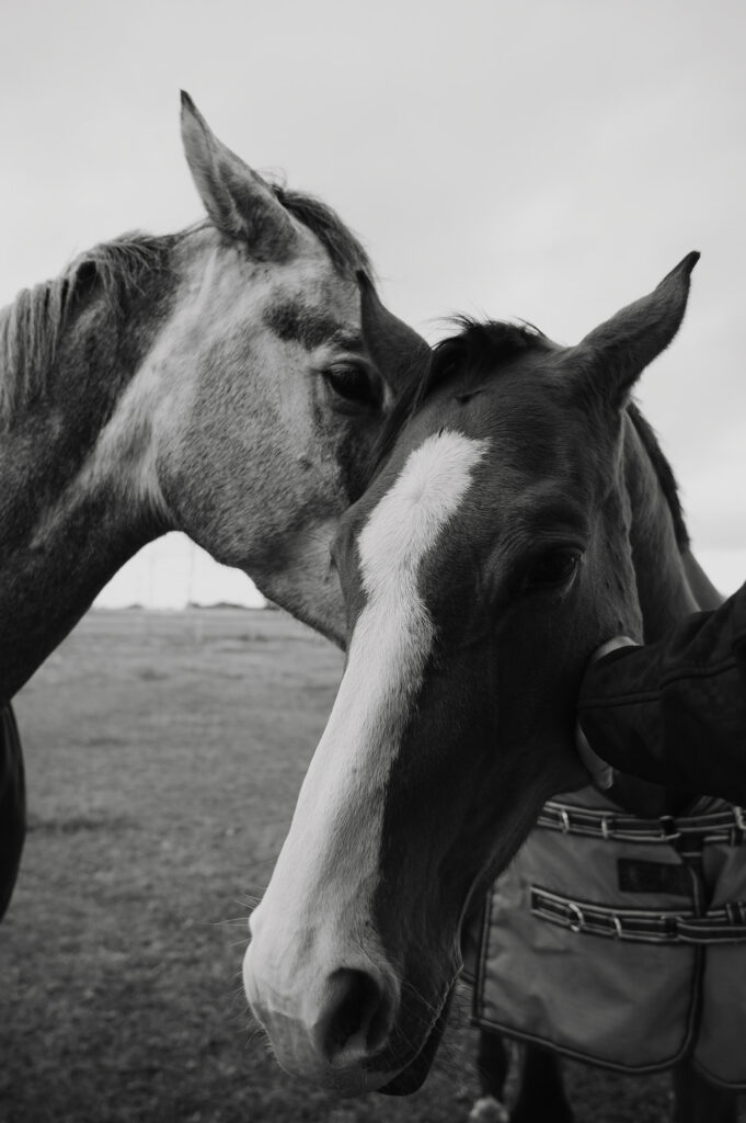 un cheval murmure un message de mise en garde à l’oreille d’un de ses congénères