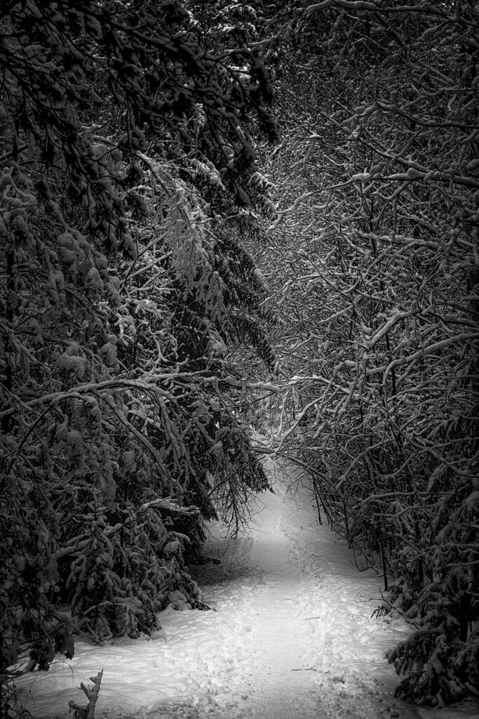 un petit sentier traversant la forêt de résineux enneigée