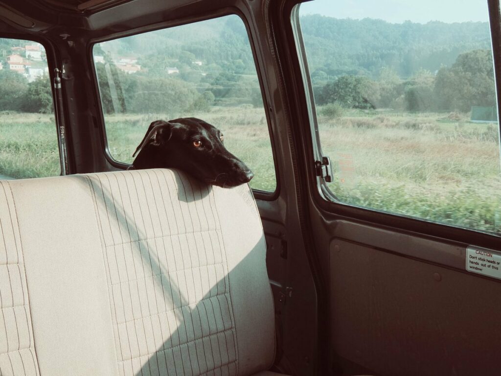 la tête pensive du chien posée sur la banquette arrière de la voiture