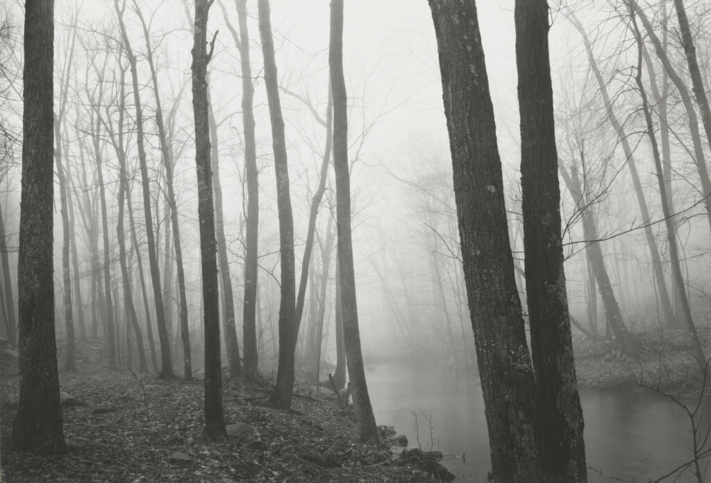 traversé par un cours d'eau, un bois plongé dans la brume