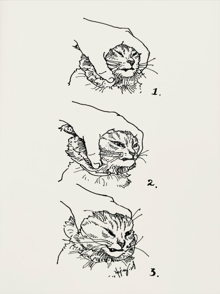 une main humaine tire en arrière la peau de la tête d'un chat, lui arrachant la grimace d'un sourire