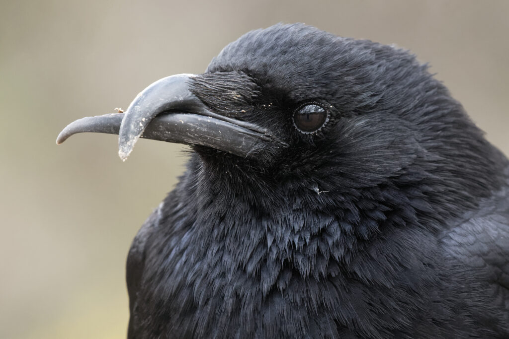 Corneille noire (Corvus corone) baguée G794, présentant un bec croisé, au Jardin des plantes de Paris