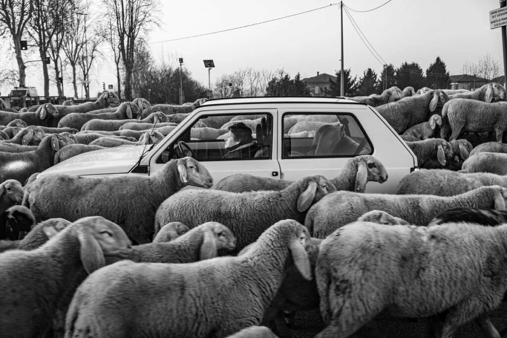 assise au volant de son petit véhicule automobile, une femme résolue à aller à contresens des moutons qu'elle croise