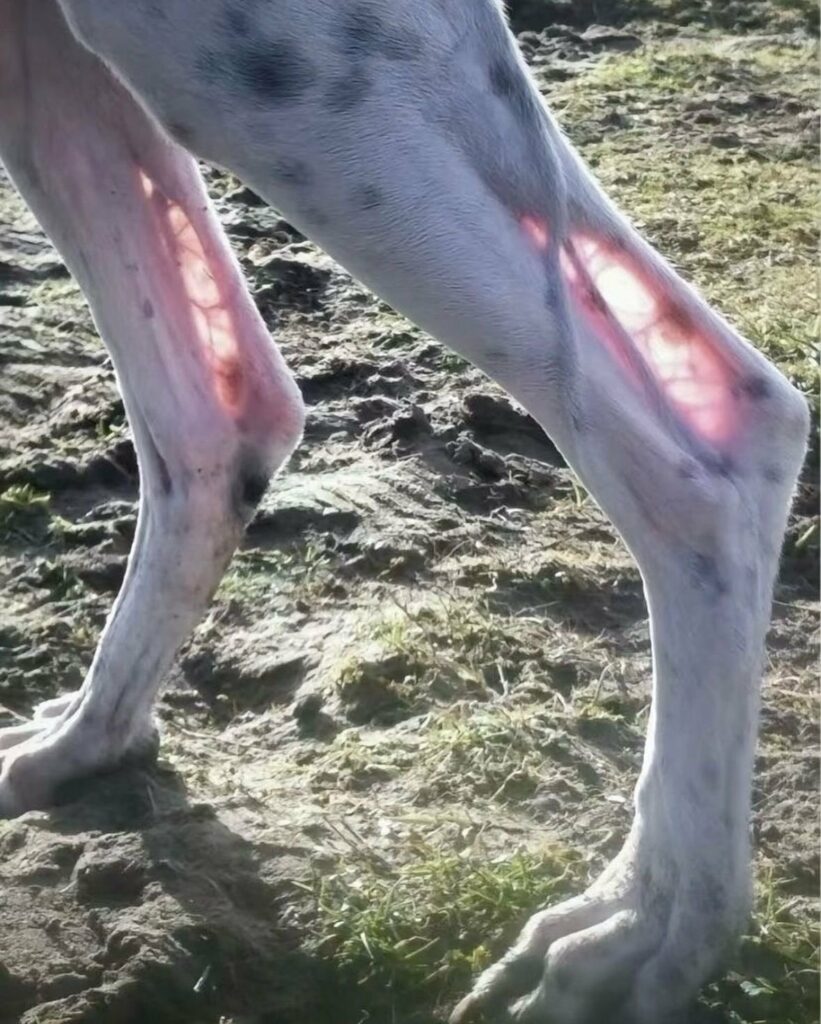 un lévrier anglais se conformant à l'obligation de transparence