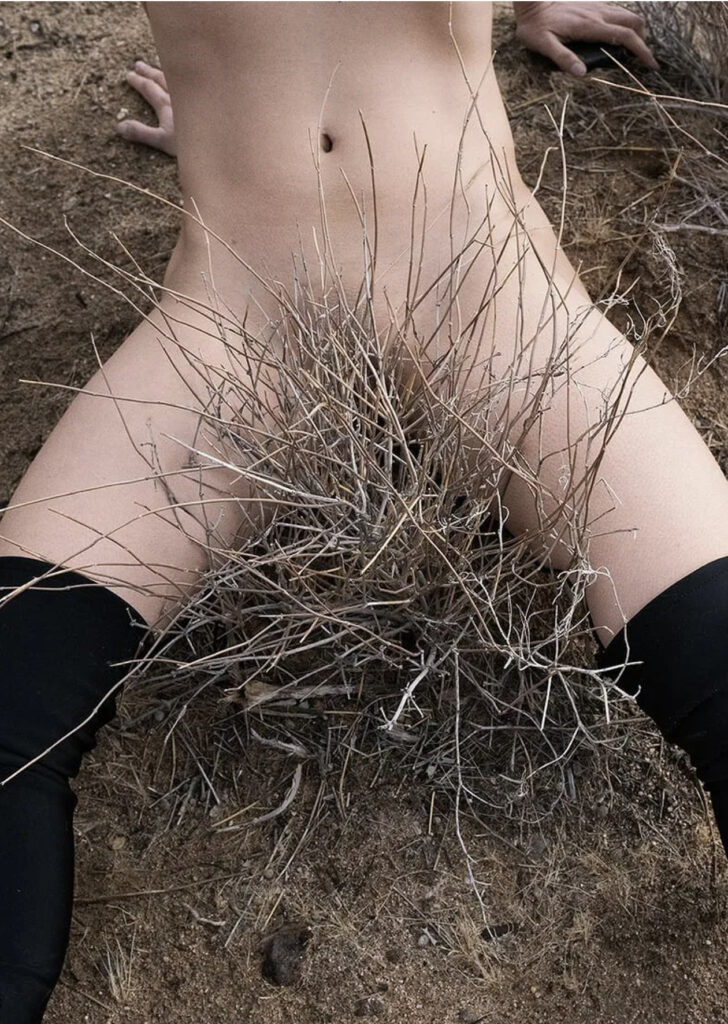 un buisson pubien en phase de dormance hivernale,  phase de repos naturel développemental qui protège les tissus reproductifs et méristématiques de toute dégradation par le froid et le gel