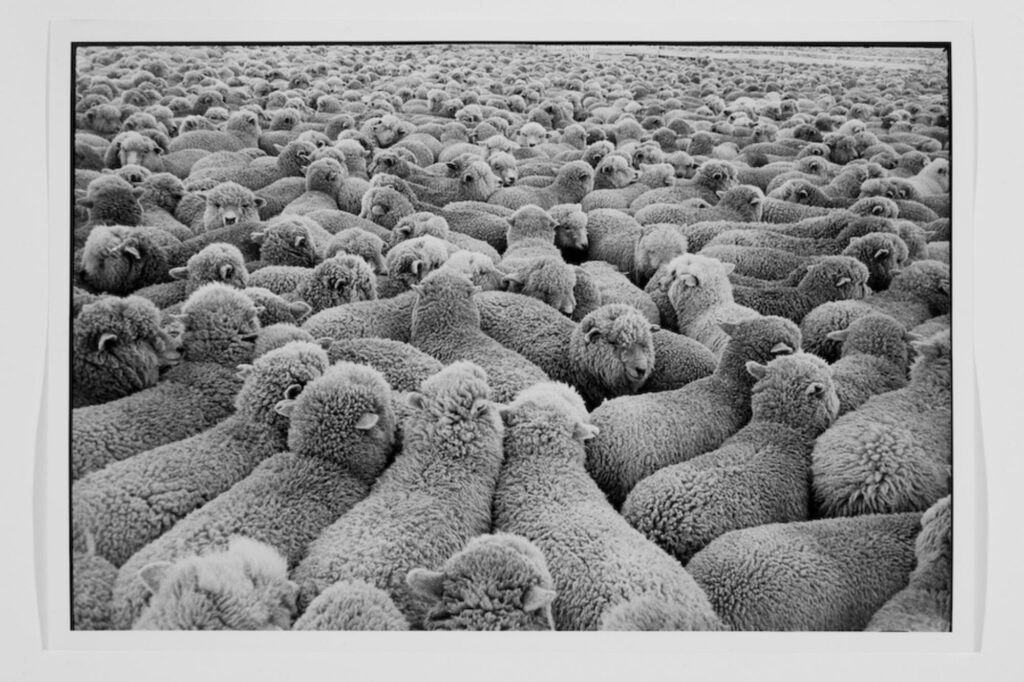 un troupeau de moutons se presse pour apercevoir les animaux