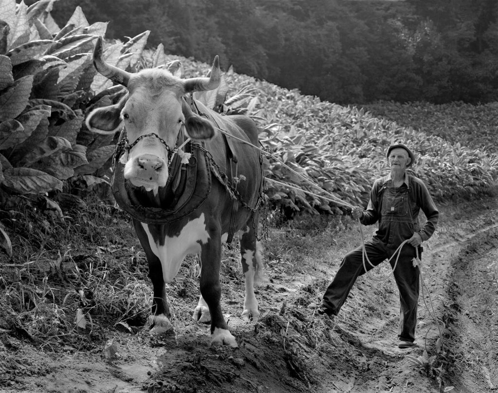 au bord d'un champ sur un chemin de montagne, un éleveur tient fièrement un bovidé au bout d'une corde 