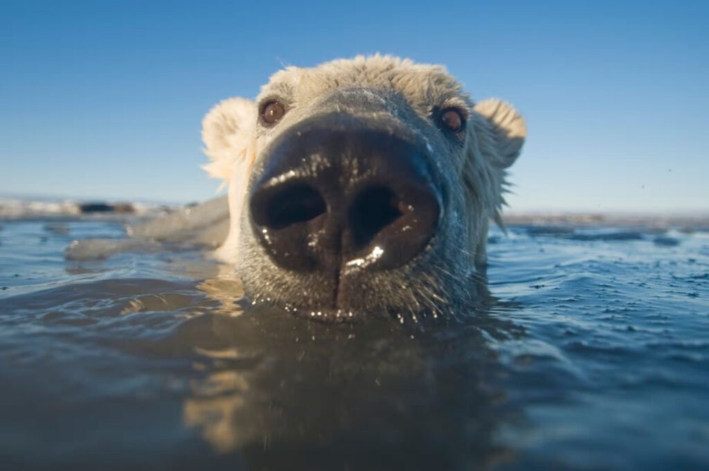 la truffe d'un ours polaire émergeant de l'eau tiède