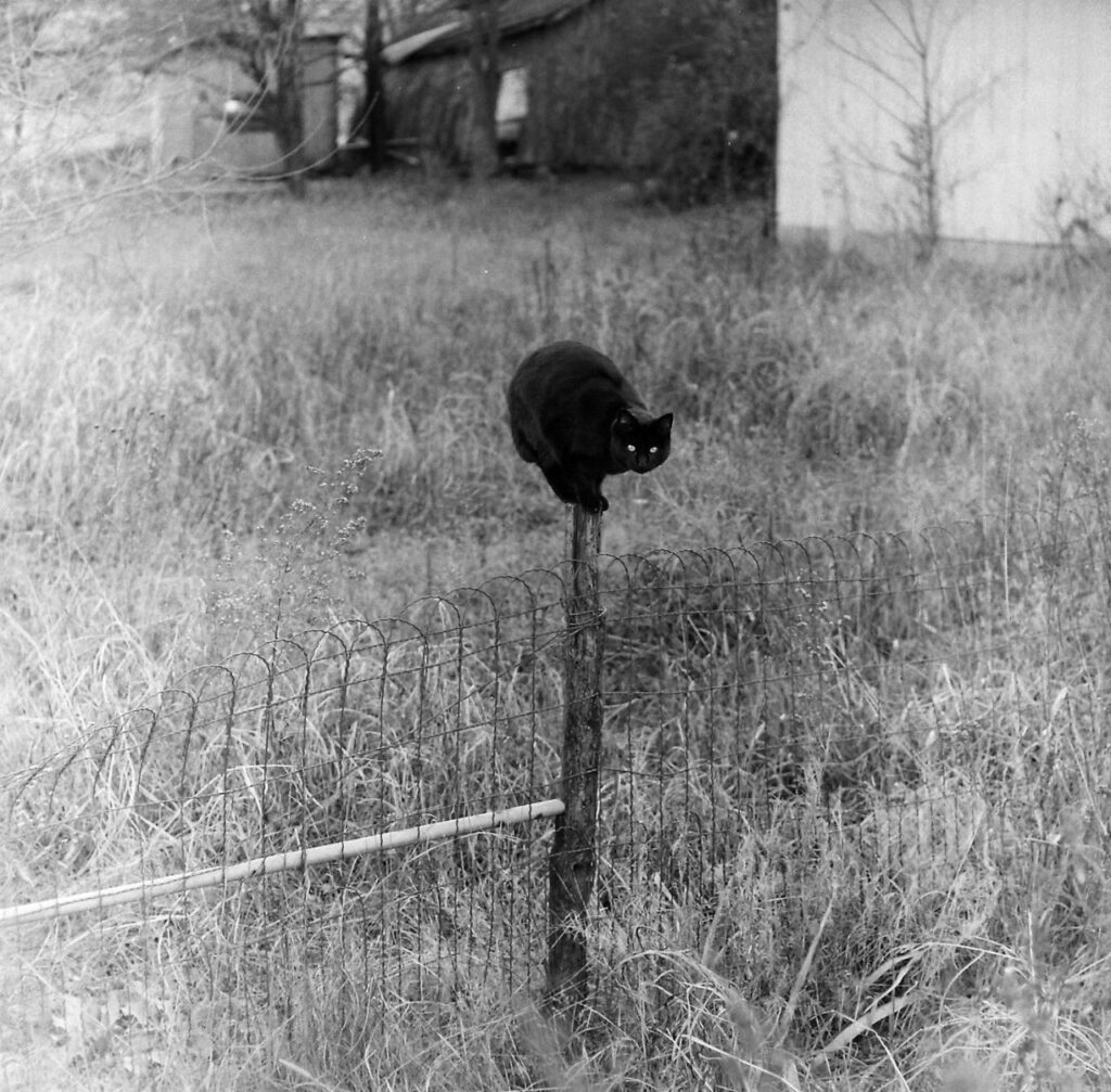 un chat noir sur un poteau