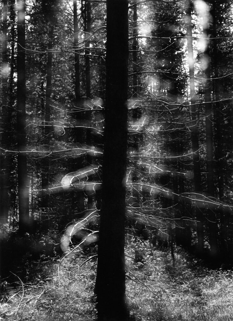 et la lumière émergea du fût de l'arbre