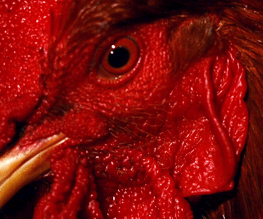 l'oeil rouge d'un coq dans sa tête rouge