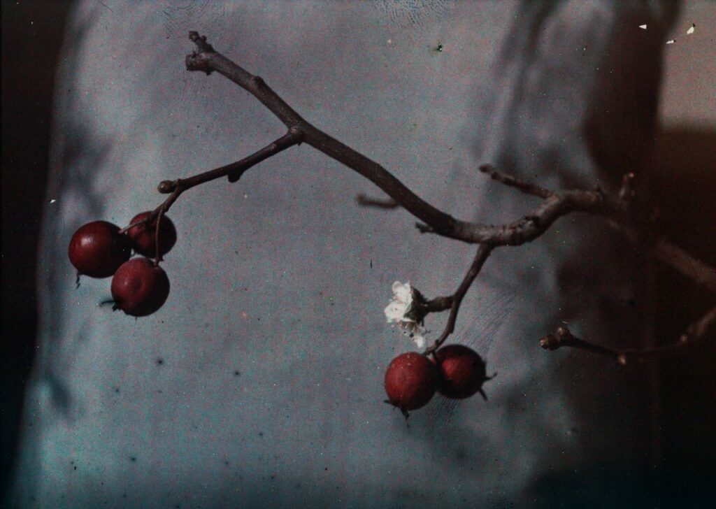 branche de pommier en fleurs avec fruit
