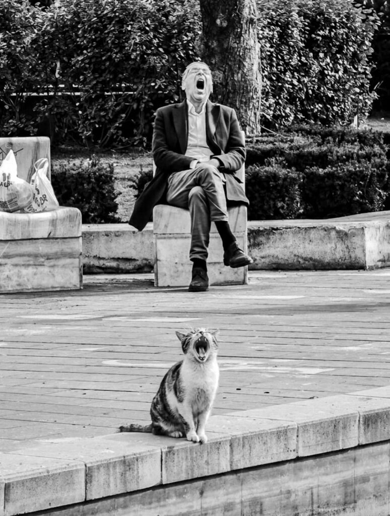 dans un jardin public, un chat et un homme bâillent, qui imite l'autre ?