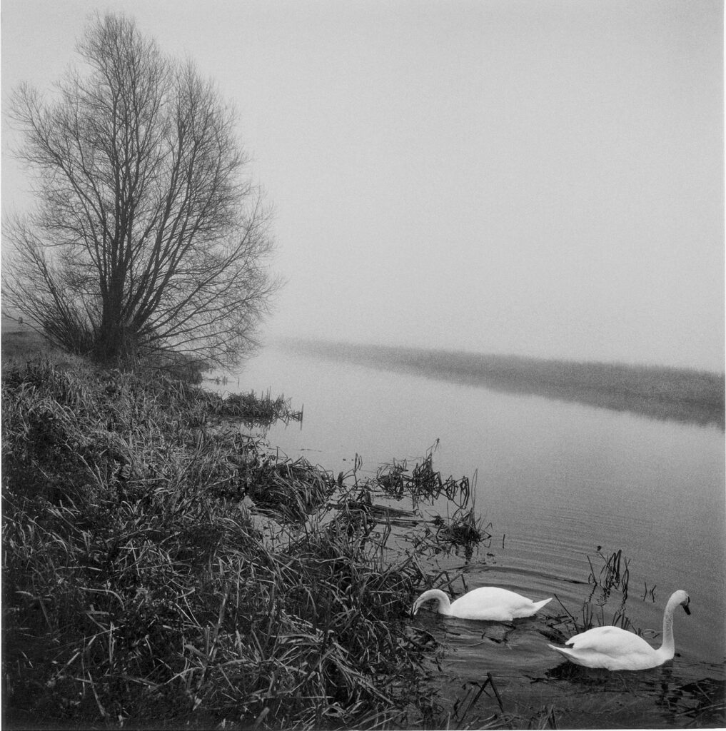 dans la brume de mars, un cygne tourne le dos à son conjoint, signant un net rafraîchissement de leur relation