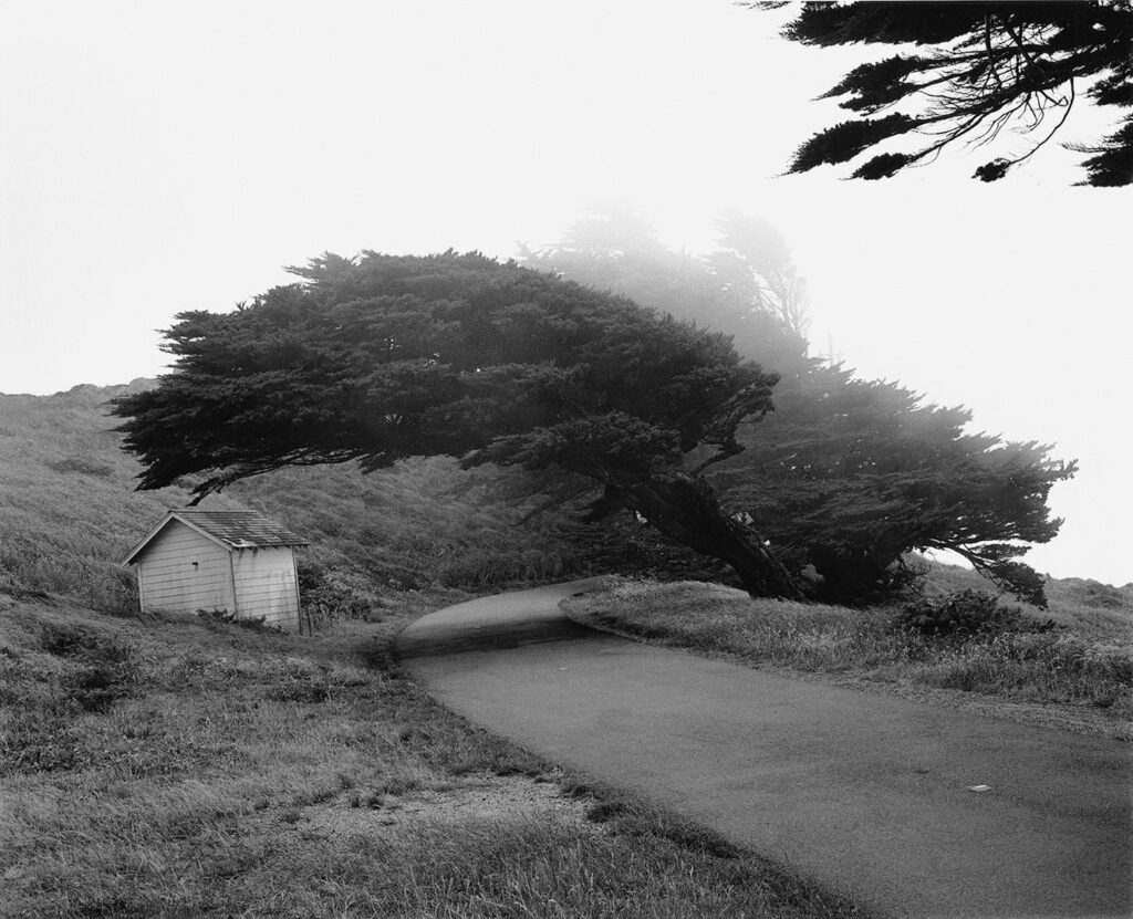 petite route traversant un paysage aux arbres courbés de façon excessive par le vent