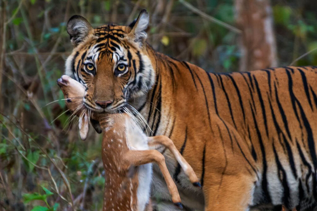 Bambi dans la gueule du tigre