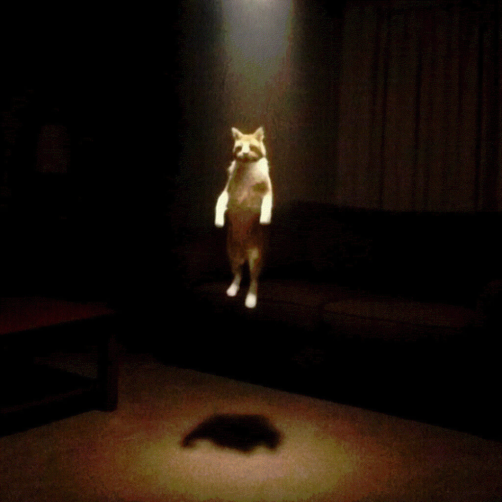 chat montant au ciel