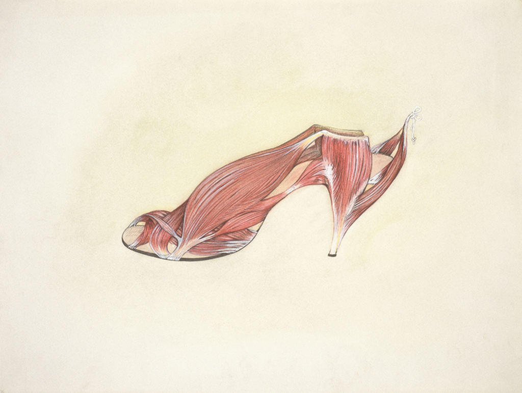 illustration anatomique représentant le corps d'une chaussure vivante, dépouillée de sa peau et des tissus graisseux, pour en faire apparaître les parties internes