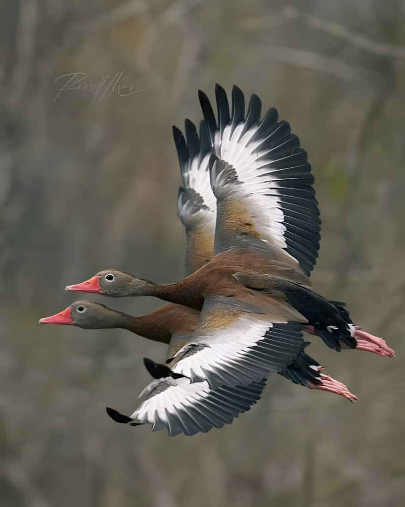 Canards siffleurs à ventre noir s'exerçant à la discipline délicate dite du "copier-coller" en voltige aérienne