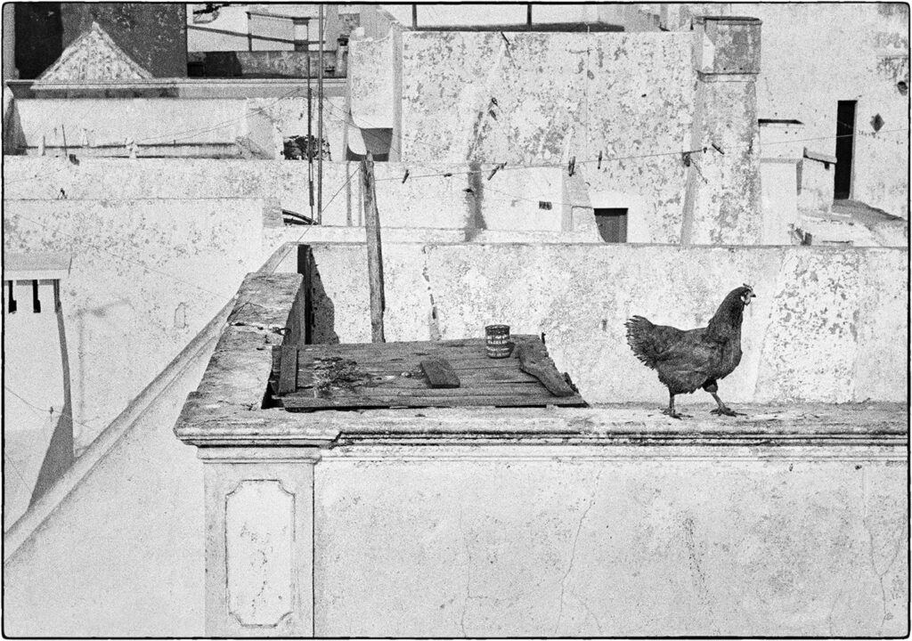 un poulet sur un toit brûlant portugais