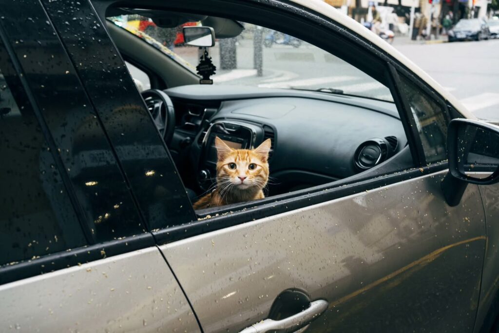 matin de départs en vacances, le chat dans la voiture regardant par la fenêtre