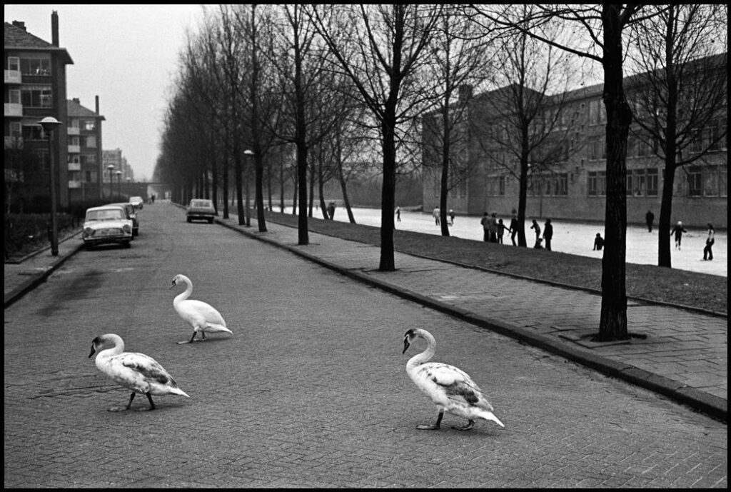 des oiseaux traversent la route en marchant sans tenir aucun compte des règles du code de la route