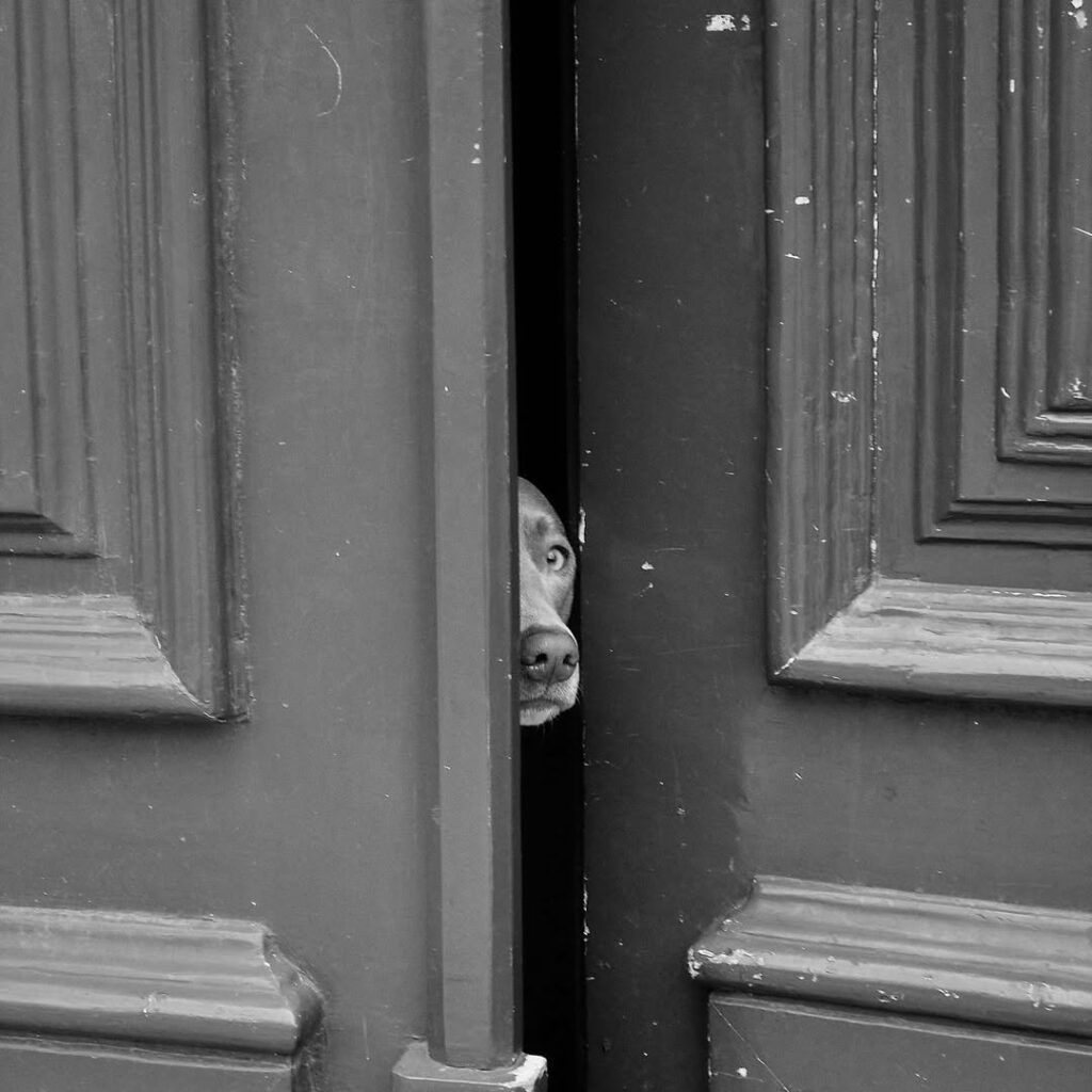 un chien méfiant passe le museau par la porte entrouverte sur la rue