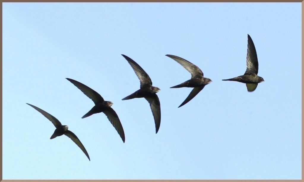 décomposition du mouvement de vol d'un oiseau en cinq temps