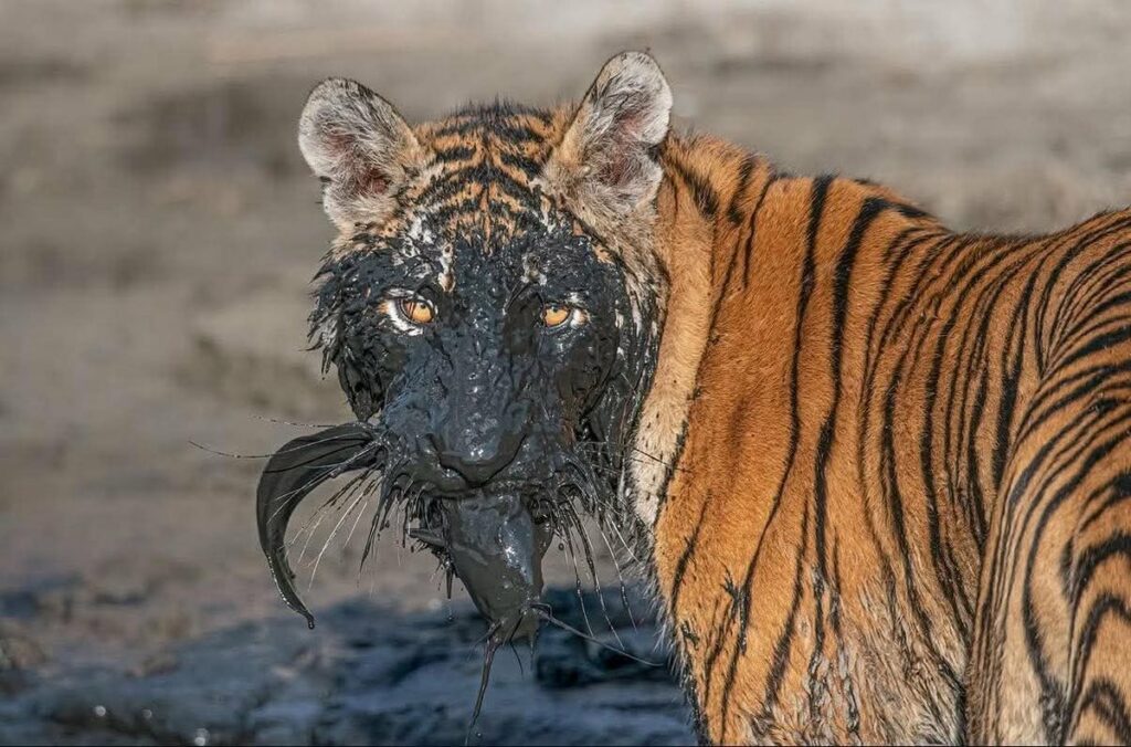 le visage boueux du tigre, tenant un poisson pêché dans sa gueule