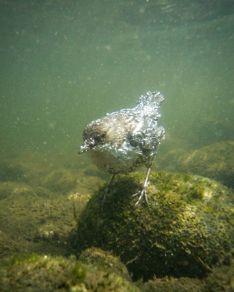 un oiseau en plongée, posé sur un rocher dans l'eau verdâtre, le corps couvert de bulles d'air argentées