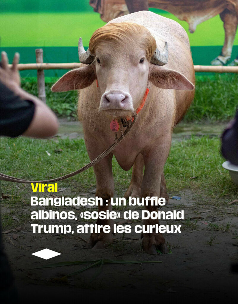 un buffle albinos à la crinière blonde, baptisé Donald Trump